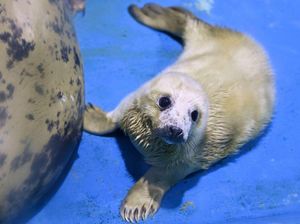 Potret Gemas Bayi Anjing Laut Abu-abu Betina yang Lahir di Akuarium Jepang