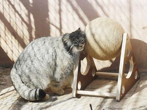 Kucing Gembul Memang Menggemaskan, Tapi Menyimpan Bahaya Ini Kucing Gembul Memang Menggemaskan, Tapi Menyimpan Bahaya Ini