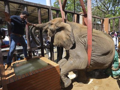 Potret Pilu Gajah Sakit di Pakistan Akhirnya Dapat Pertolongan