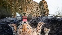 Awas! Gambar Ini Bisa Mengecoh Mata Kalau Lihat Sekilas Saja