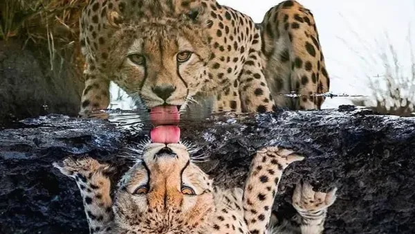 Awas! Gambar Ini Bisa Mengecoh Mata Kalau Lihat Sekilas Saja