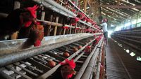Harga Telur Ayam Ras di Tingkat Peternak Turun