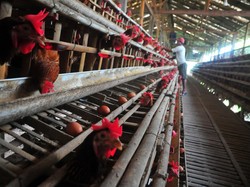 Lebih Dulu Ayam atau Telur? Ahli Pecahkan Teka-teki dengan Jawaban Ini