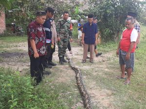 Petani di Sumsel Tewas Dillit Ular Sanca saat Panen Karet di Kebunnya