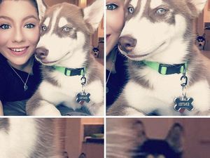 Potret Hewan Peliharaan Cemburu ke Pemiliknya, Gemas Banget