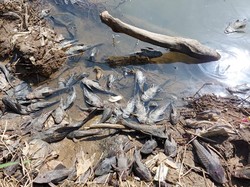 DLH Ambil Sampel Air Sungai Cileungsi yang Tercemar, Hasil Keluar 2 Pekan