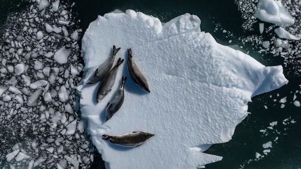 Foto-foto Ciamik Benua Antartika dari Lensa Drone