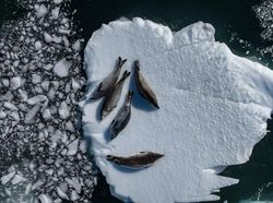 Foto-foto Ciamik Benua Antartika dari Lensa Drone