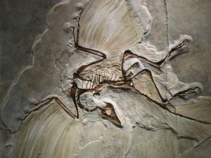 Inilah Hewan yang Ungkap Burung Berasal dari Dinosaurus Inilah Hewan yang Ungkap Burung Berasal dari Dinosaurus