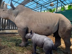 Anak Badak Putih Afrika Lahir di Bogor, Diberi Nama Ramadani Jumat Agung