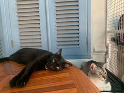 Jasa Penitipan Hewan Jadi Solusi Agar Peliharaan Tak Telantar Saat Mudik