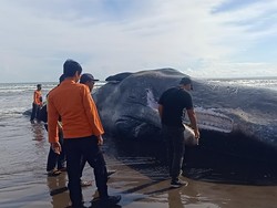Paus Sperma yang  Mati di Jembrana Segera Dinekropsi