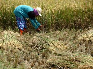 Petani Sedih Impor Beras Dilakukan Saat Panen Raya