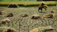 Produksi Beras di Puncak Panen Raya