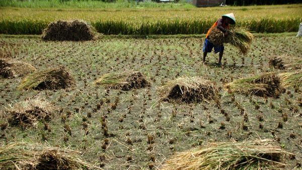 Produksi Beras di Puncak Panen Raya