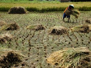 Produksi 1,2 Juta Ton Beras Terancam Gagal Imbas Kemarau Panjang