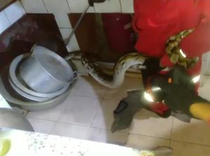 Cerita Warga di Makassar Histeris saat Ular Piton Nongol di Dapur Waktu Sahur