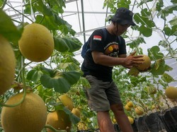 Menjadi Petani Digital dengan Meta Farming