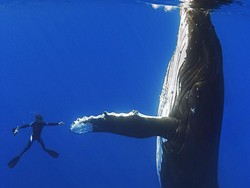 Hewan Raksasa Banyak Ditemukan Hidup di Laut Terdalam Bumi, Mengapa?