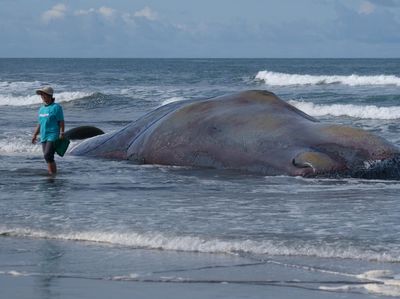 Paus Sperma Mati Terdampar di Pantai Yeh Leh Bali
