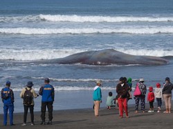 5 Sebab Banyak Paus Mati Terdampar di Bali