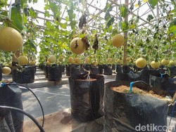 Petani Magelang Tanam Melon Semi Hidroponik, Hasilnya Cuan!