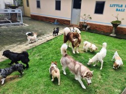 Jasa Penitipan Anabul di Denpasar Naik 30 Persen Jelang Idul Fitri