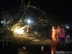 Pohon Tumbang Samping Kantor BPBD Majalengka, Arus Lalin Terhambat