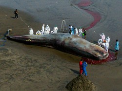 Sederet Fakta Paus-paus Terdampar di Bali, Ada yang Perutnya Penuh Cacing