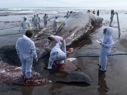 Lagi-lagi Paus Sperma Ditemukan Terdampar di Pantai Bali