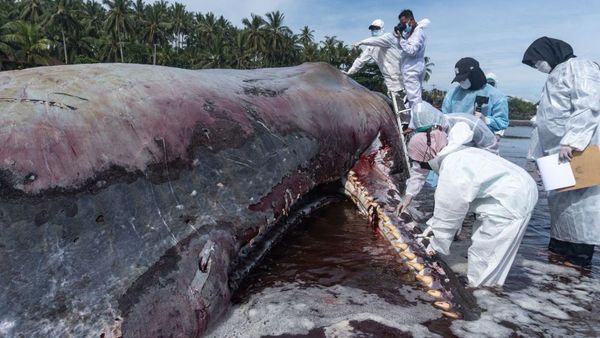 Potret Evakuasi Paus Sperma yang Terdampar di Jembrana Bali