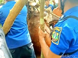 Dramatisnya 4 Jam Evakuasi Sapi Terperosok Sumur 15 Meter di Bondowoso