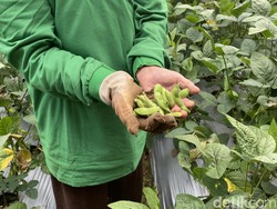 Berkah Ramadan, Pesantren di Sukabumi Panen 15 Ton Edamame