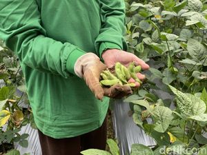 Berkah Ramadan, Pesantren di Sukabumi Panen 15 Ton Edamame Berkah Ramadan, Pesantren di Sukabumi Panen 15 Ton Edamame
