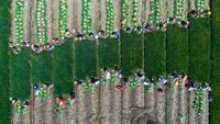 Panen Sayur di China Dipotret Pakai Drone, Hasilnya Wow!