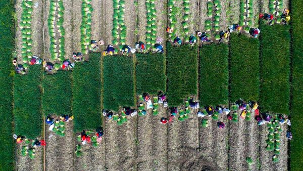 Panen Sayur di China Dipotret Pakai Drone, Hasilnya Wow!