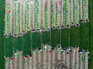 Panen Sayur di China Dipotret Pakai Drone, Hasilnya Wow!