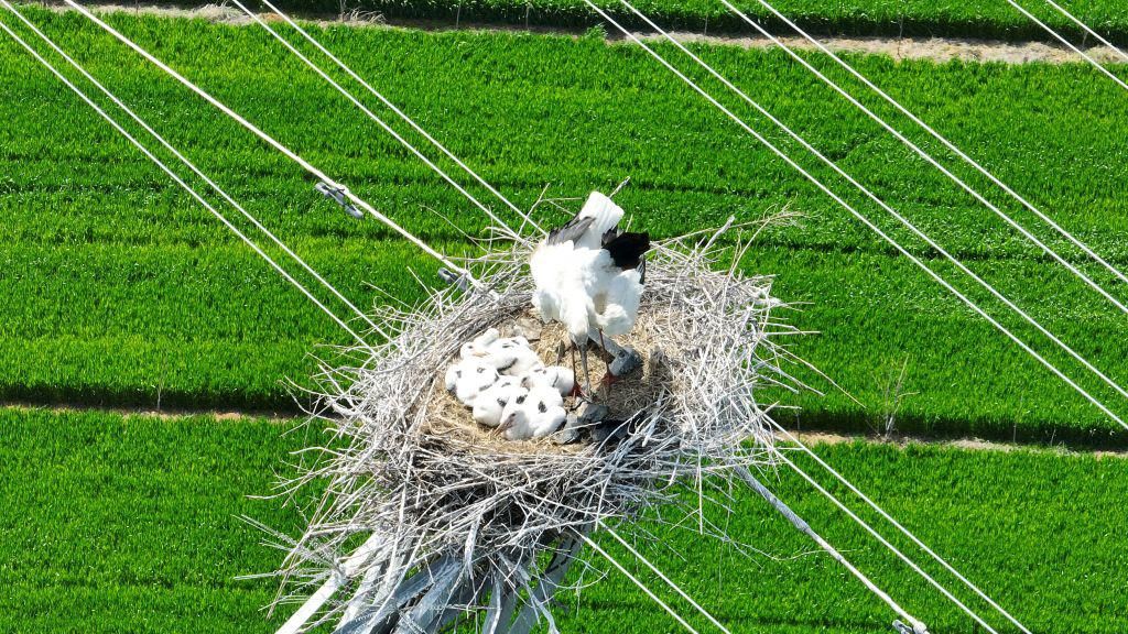 Unik, China Bikin Sarang Burung di Atas Menara Listrik Unik, China Bikin Sarang Burung di Atas Menara Listrik
