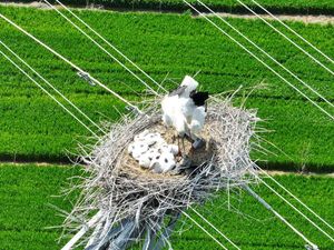 Unik, China Bikin Sarang Burung di Atas Menara Listrik Unik, China Bikin Sarang Burung di Atas Menara Listrik