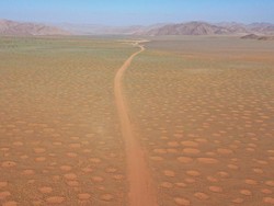 Misteri Lingkaran Peri Akhirnya Terpecahkan