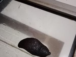 Kocak! Pertama Kali Bikin Kue Lidah Kucing Hasilnya Malah Jadi Lidah Setan Kocak! Pertama Kali Bikin Kue Lidah Kucing Hasilnya Malah Jadi Lidah Setan