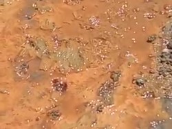 Kubangan Lumpur Berbau Belerang Tetiba Muncul di Lahan Perhutani Bojonegoro