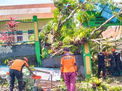 Pohon Tumbang Akibat Angin Kencang di Parepare, Pagar SD-Rumah Tertimpa