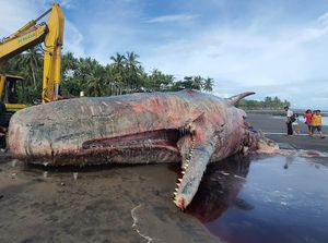 Paus Raksasa Terdampar di Pantai, Harus Diapakan?