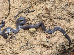Unik! Ular Ini Lari Berputar Mirip Roda Saat Terancam