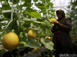 Di Jepang Ada Melon Termahal Harganya Rp 374 Juta, Minat Beli? Di Jepang Ada Melon Termahal Harganya Rp 374 Juta, Minat Beli?
