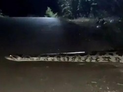 Kabar Hoax Ular Piton 10 Meter Berkeliaran di Kampus Unhas