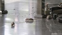Aksi Lepas Tikus di KPK, Desak Firli Bahuri Mundur