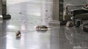Aksi Lepas Tikus di KPK, Desak Firli Bahuri Mundur