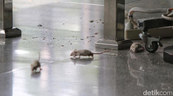 Aksi Lepas Tikus di KPK, Desak Firli Bahuri Mundur